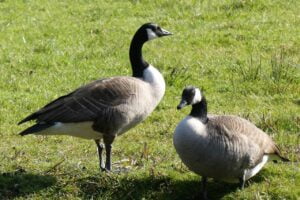 Ganso canadense (Branta canadensis)